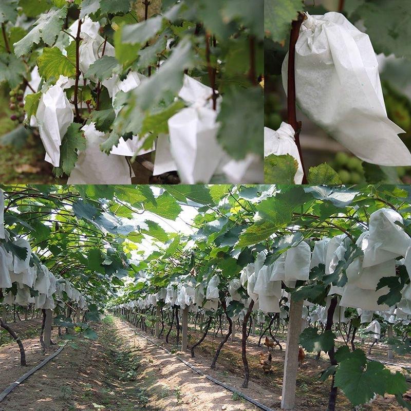 50 個の庭用果物保護袋ブドウ用メッシュバッグ昆虫害虫鳥防止 - Grow Bags のレビューと価格