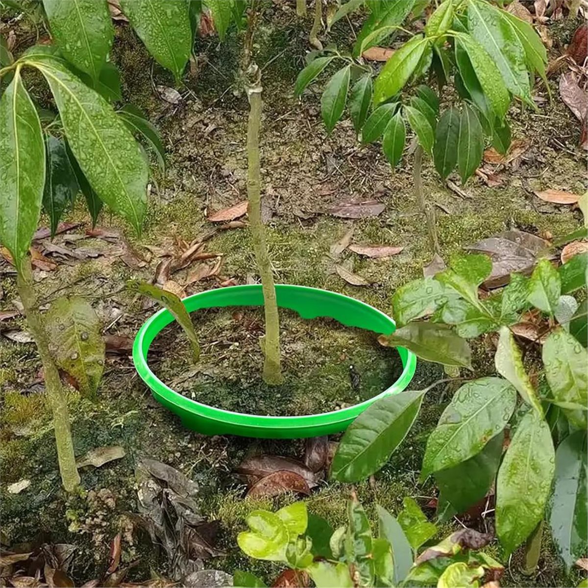 根の水やりや雑草対策に最適な植物保護リング4個セット、永久的 - Gardening Tools Big のレビューと価格